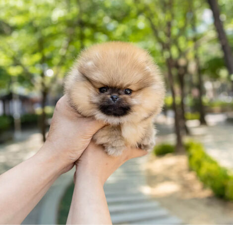 Miles Micro Pom