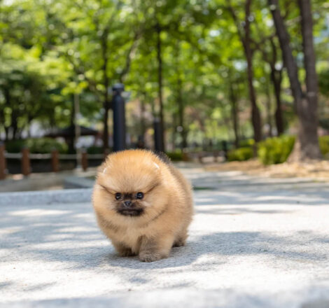Miles Micro Pom - Image 8
