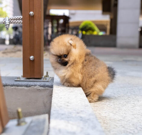 Miles Micro Pom - Image 4