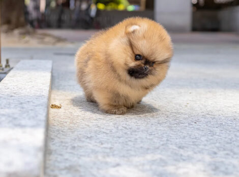 Miles Micro Pom - Image 5