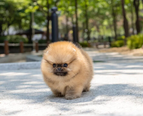 Miles Micro Pom - Image 6