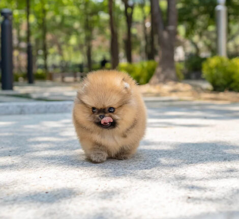 Miles Micro Pom - Image 7