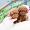 Biggie and Smalls Red Teacup Poodle