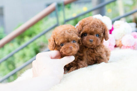 Biggie and Smalls Red Teacup Poodle