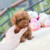 Biggie and Smalls Red Teacup Poodle - Image 2
