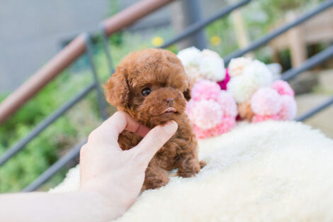 Biggie and Smalls Red Teacup Poodle - Image 2