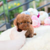 Biggie and Smalls Red Teacup Poodle - Image 3