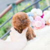 Biggie and Smalls Red Teacup Poodle - Image 4