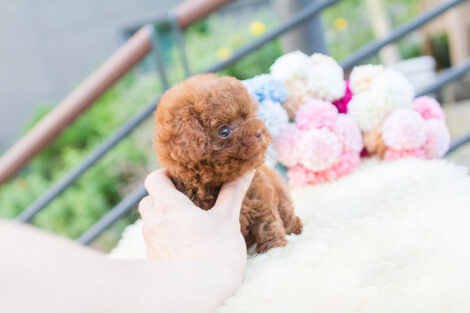 Biggie and Smalls Red Teacup Poodle - Image 4