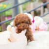 Biggie and Smalls Red Teacup Poodle - Image 5