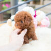 Biggie and Smalls Red Teacup Poodle - Image 6