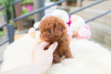 Biggie and Smalls Red Teacup Poodle - Image 6