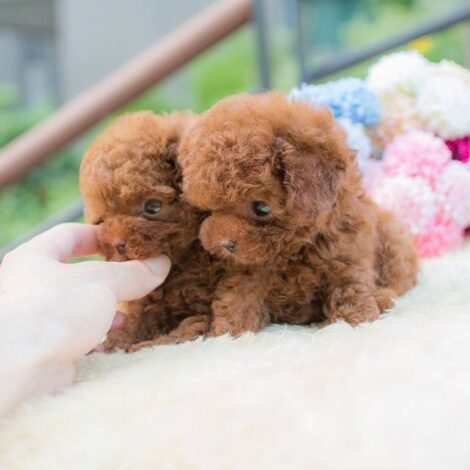 Biggie and Smalls Red Teacup Poodle - Image 7