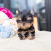 Sofia Tiny Teacup Yorkie - Image 2