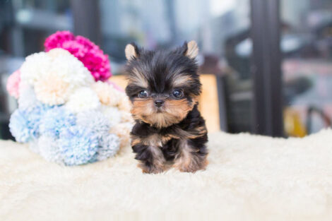 Sofia Tiny Teacup Yorkie - Image 2