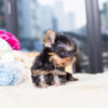 Sofia Tiny Teacup Yorkie - Image 3