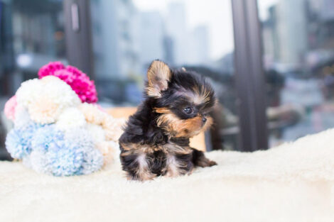 Sofia Tiny Teacup Yorkie - Image 3