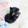 Sofia Tiny Teacup Yorkie - Image 4