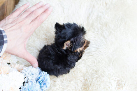 Sofia Tiny Teacup Yorkie - Image 4