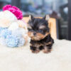 Sofia Tiny Teacup Yorkie