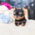 Sofia Tiny Teacup Yorkie