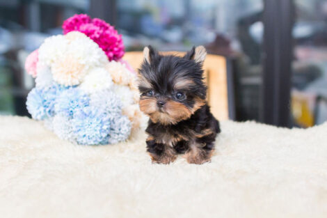 Sofia Tiny Teacup Yorkie