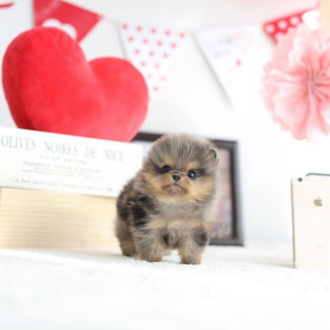 Nene Micro Pom - Image 2