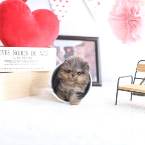 Nene Micro Pom - Image 3