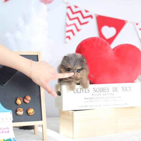 Nene Micro Pom - Image 4