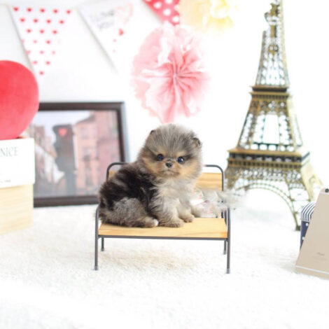 Nene Micro Pom