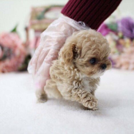 Panda Cream Micro Poodle - Image 2