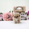Panda Cream Micro Poodle - Image 3
