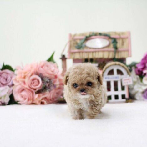 Panda Cream Micro Poodle - Image 3