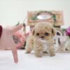 Panda Cream Micro Poodle