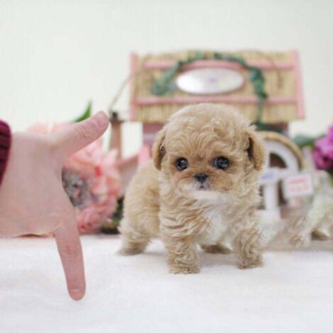 Panda Cream Micro Poodle
