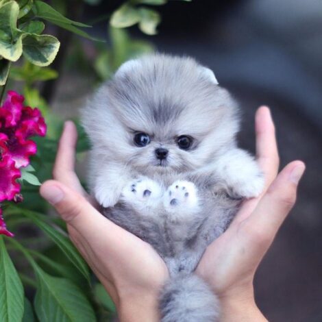 Diana Blue Micro Pomeranian