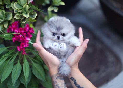 Diana Blue Micro Pomeranian - Image 2