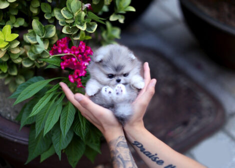 Diana Blue Micro Pomeranian - Image 3