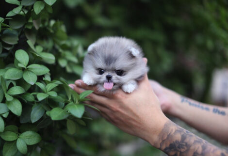 Diana Blue Micro Pomeranian - Image 4