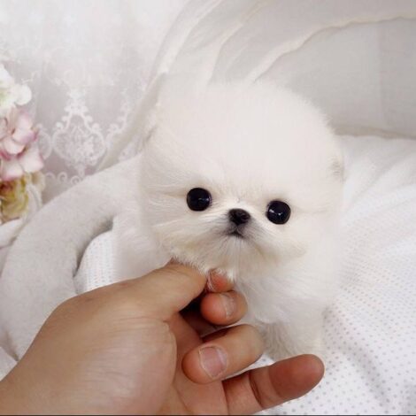 Stella White Micro Pom - Image 3