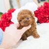 Winnie Apricot Teacup Poodle