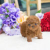 Winnie Apricot Teacup Poodle - Image 2