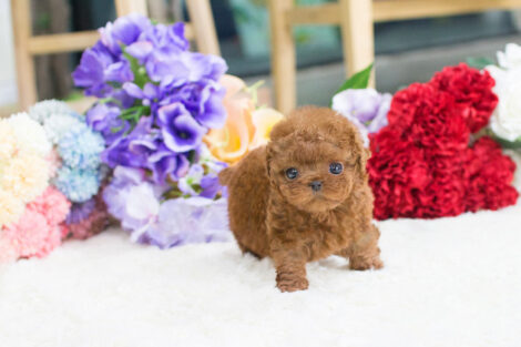 Winnie Apricot Teacup Poodle - Image 2
