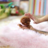 Ruby Red Micro Poodle - Image 3