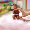 Ruby Red Micro Poodle - Image 4