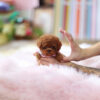 Ruby Red Micro Poodle - Image 5