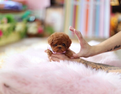 Ruby Red Micro Poodle - Image 5