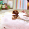 Ruby Red Micro Poodle - Image 2