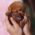 Kalvin Chocolate Teacup Poodle