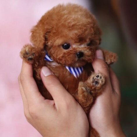 Kalvin Chocolate Teacup Poodle